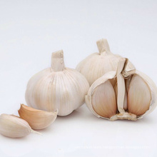 New Crop Normal White Garlic with High Quality